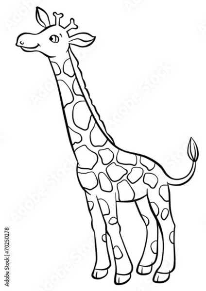 Fototapeta Giraffe eating leaves from the tree