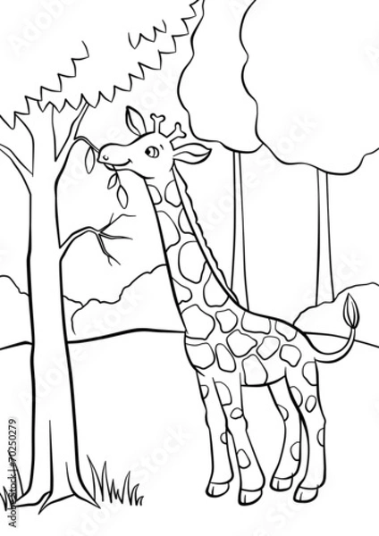 Obraz Giraffe eating leaves from the tree