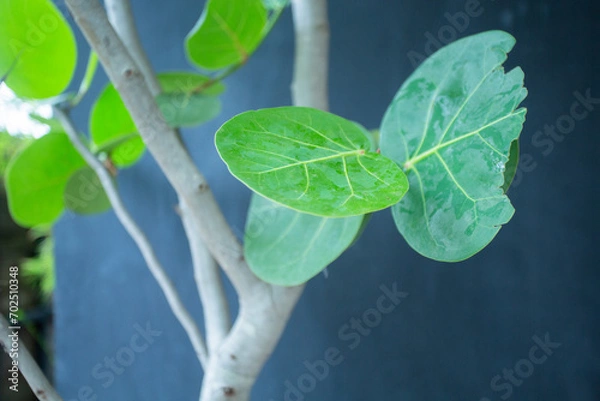 Obraz Flowers and leaves that come from nature