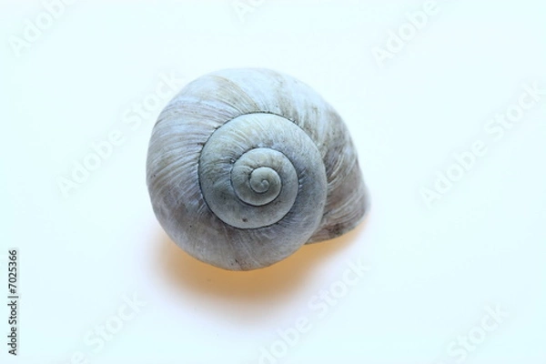 Obraz Snail shell