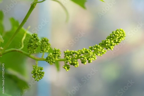 Fototapeta Newly formed bunches of baby grapes. young leaves grapes after pruning in autumn and spring.