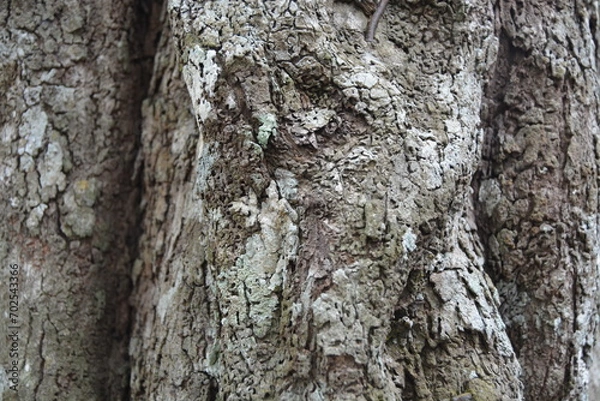 Fototapeta tree background