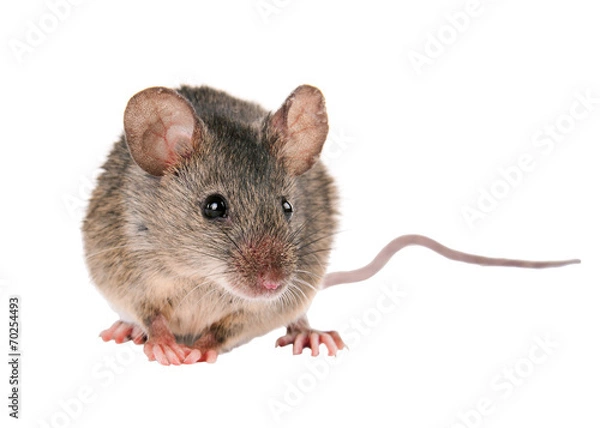 Fototapeta Field Mouse. isolated. striped field mouse