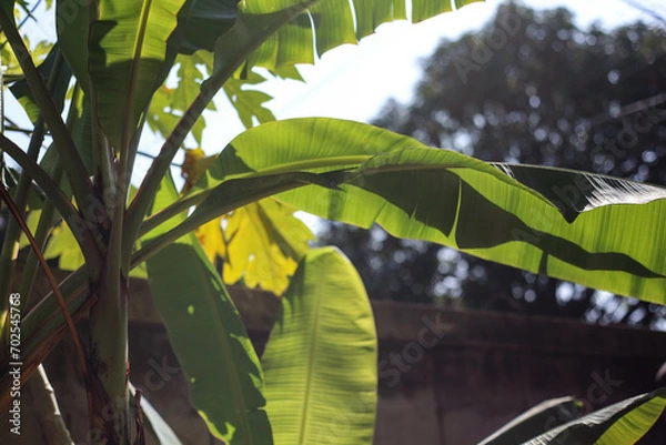 Obraz Banana tree and banana leaves in sunlight.