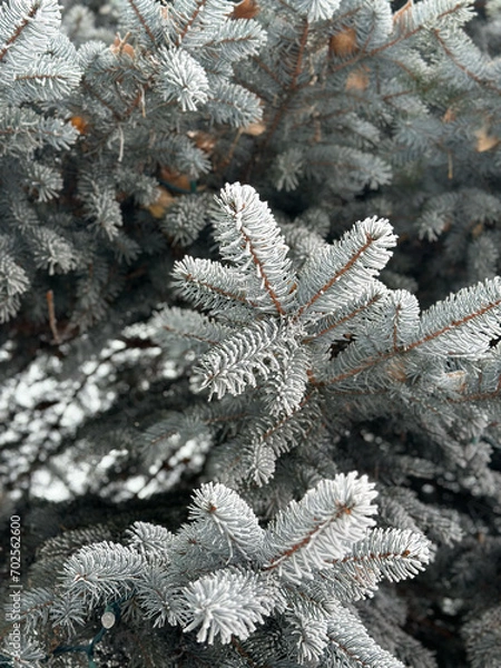 Fototapeta snow covered pine tree