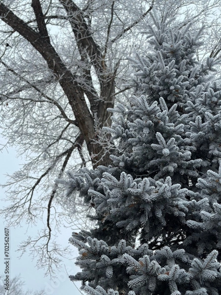 Fototapeta snow covered trees