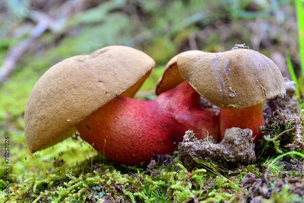 Fototapeta boletus calopus