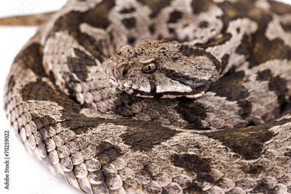 Fototapeta Viper snake