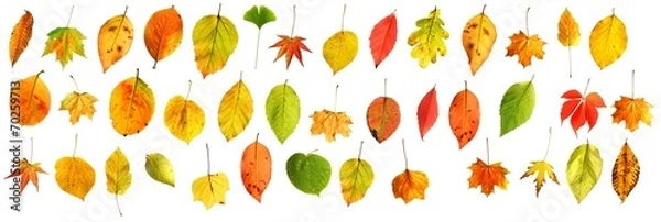 Obraz mieszane kolorowe jesienne liście na białym tle
