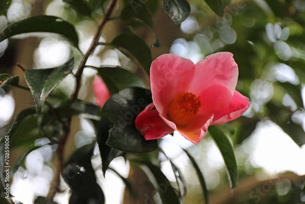 Fototapeta 新春に華麗に咲いたピンクの椿