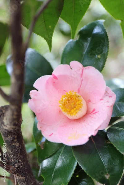 Obraz 新春に華麗に咲いたピンクの椿