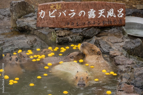 Obraz カピバラ - 入浴中