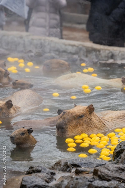 Fototapeta カピバラ - 入浴中