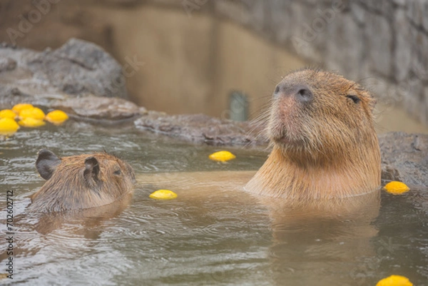 Fototapeta カピバラ - 入浴中