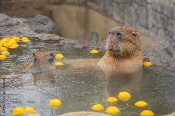 Obraz カピバラ - 入浴中