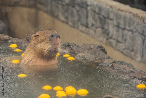 Obraz カピバラ - 入浴中