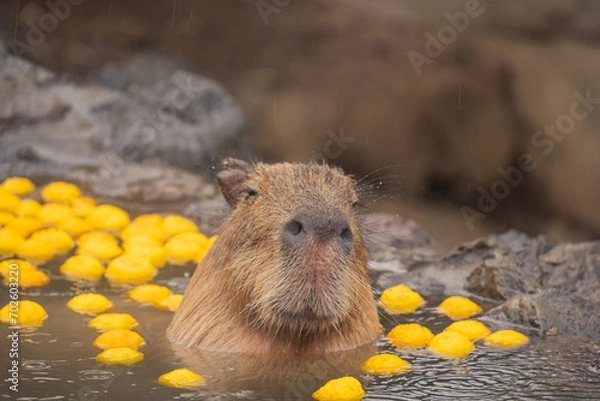 Obraz カピバラ - 入浴中