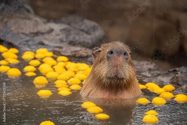 Fototapeta カピバラ - 入浴中
