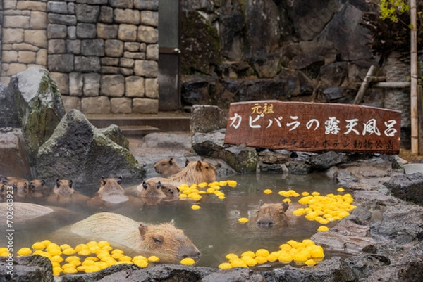 Obraz カピバラ - 入浴中