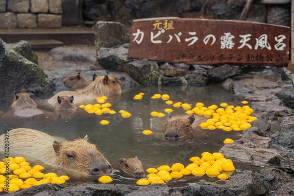 Obraz カピバラ - 入浴中