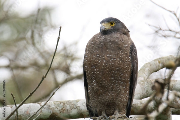 Obraz Spilornis Cheela ( crested serpent eagle)