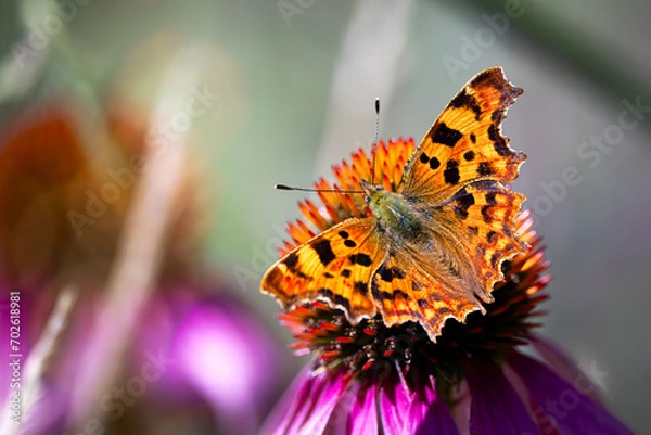 Obraz comma butterfly on  echinacea flower