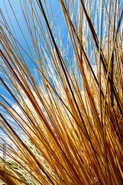 Obraz bronze grass against blue sky 