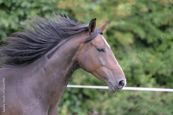 Obraz Hannoveraner Stute