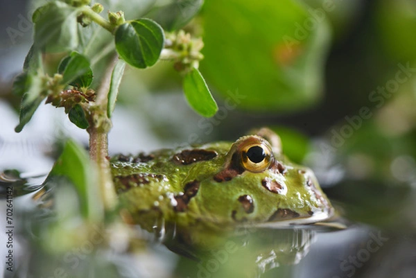 Fototapeta frog on the leaf