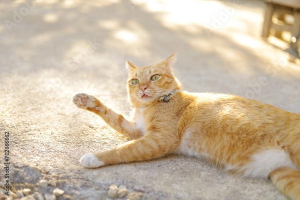 Fototapeta An orange cat lay comfortably in its own territory. 