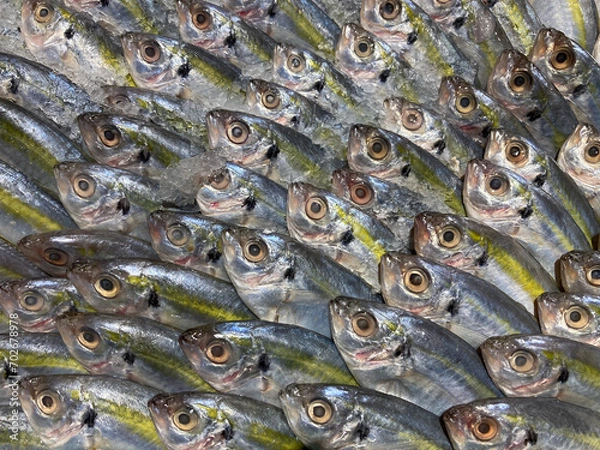 Obraz fish are arranged in an orderly manner