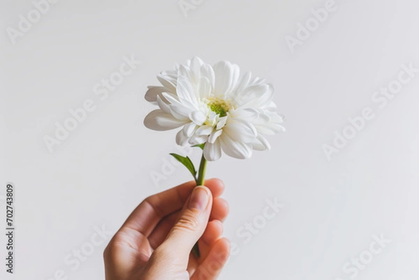 Fototapeta Hand holding with flower isolated on white background