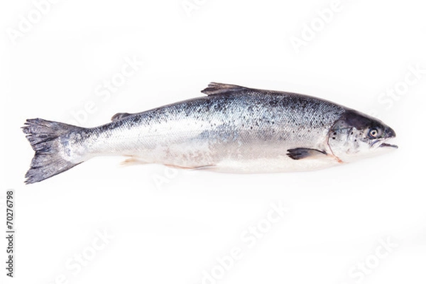 Fototapeta Atlantic Salmon (Salmo solar) whole fish.