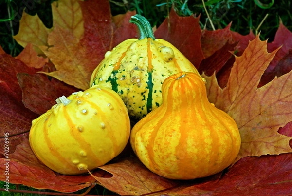 Fototapeta Pumpkins on maple leaves in fall.