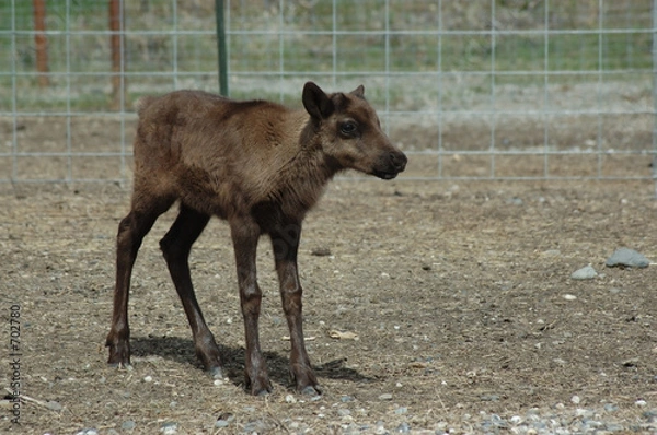Obraz mały renifer