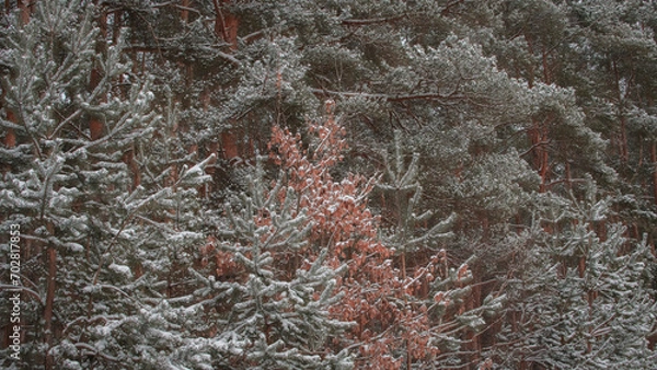Fototapeta snow on the window