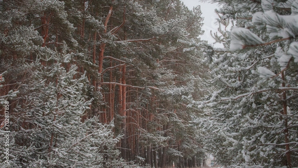 Obraz spider on the web