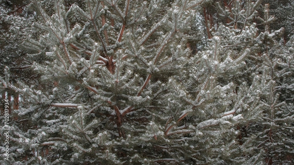 Obraz frost on branches