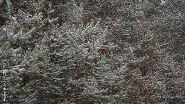 Obraz frost on the window