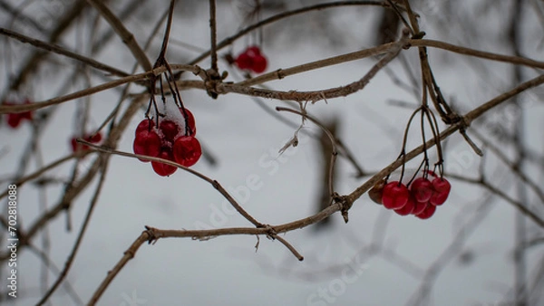 Obraz berries in snow