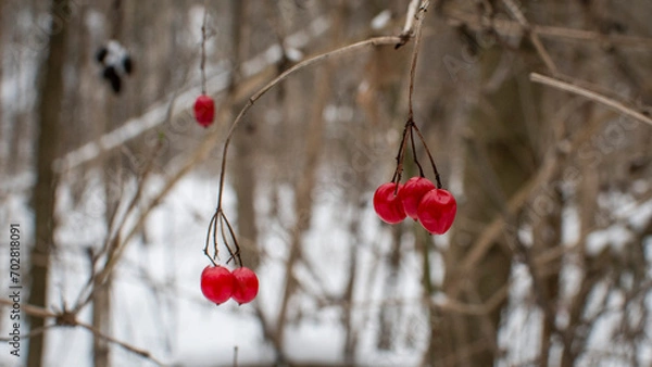 Fototapeta red berries in snow