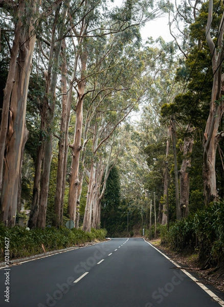 Obraz Alley through the woods