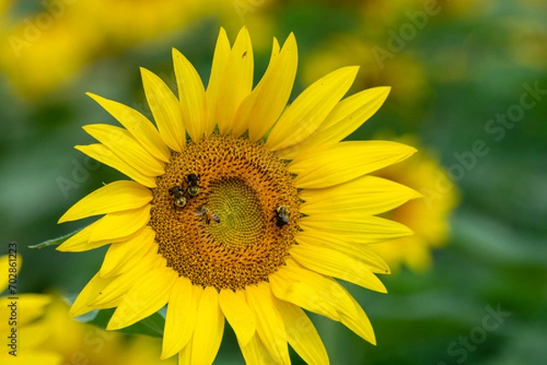 Obraz Bees enjoying the nectar