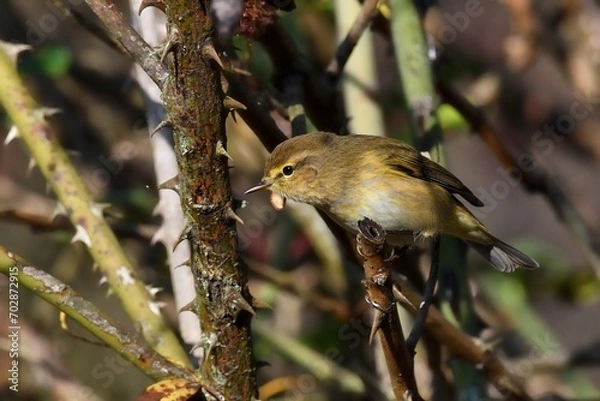 Obraz Luì piccolo tra le rose