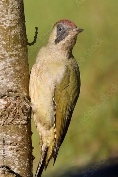 Obraz picchio verde, femmina