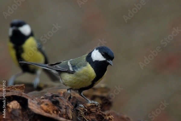 Obraz Cinciallegra posata su tronco