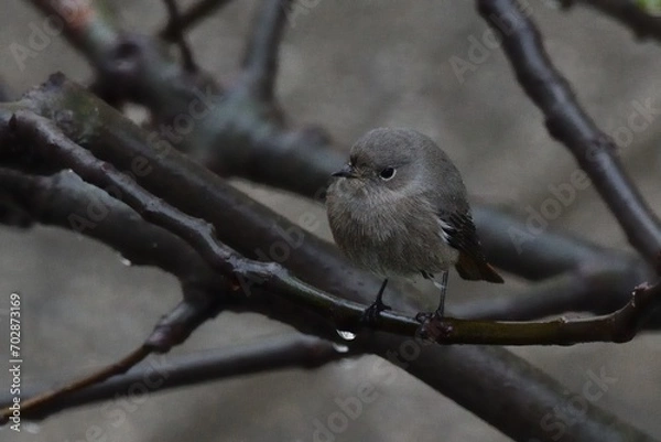 Obraz Codirosso spazzacamino, femmina