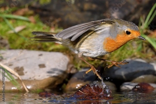 Obraz Pettirosso al bagno