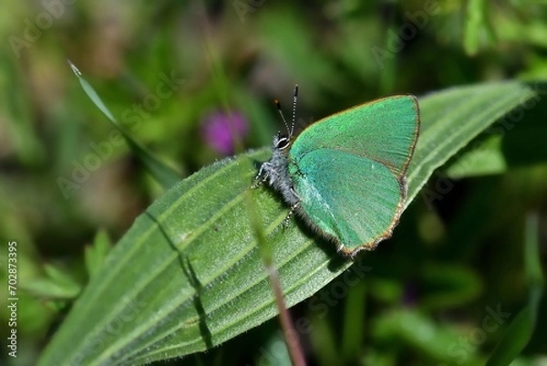 Obraz farfalla verde posata su erba