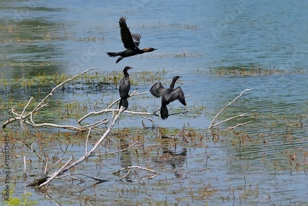 Obraz Marangone minore posato e in volo
